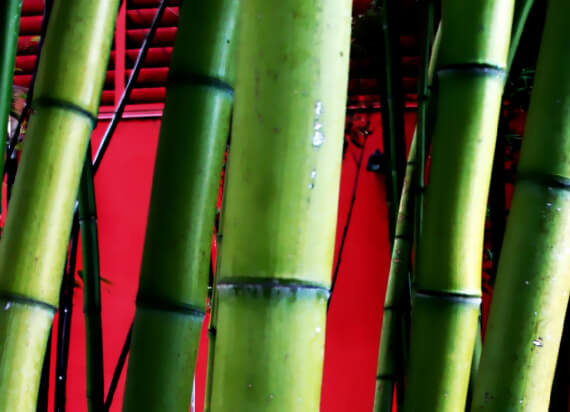 bamboo