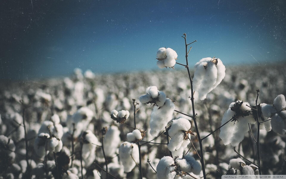 Cotton_Field
