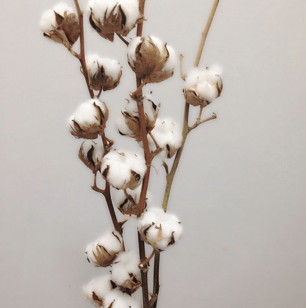 Cotton+